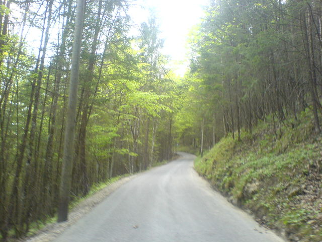 Auf schmaler guter Straße durch den Wald