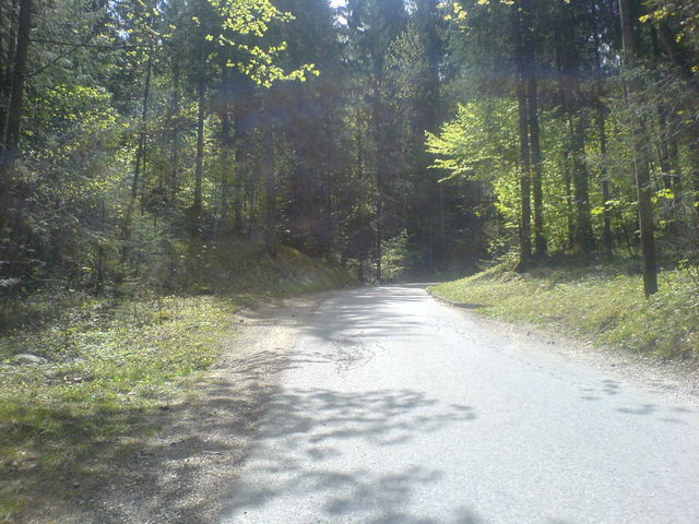 Einfahrt in den Wald