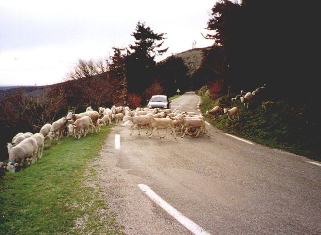Schafe kurz unterhalb des Gipfels