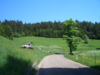 Schwarzwaldidyll