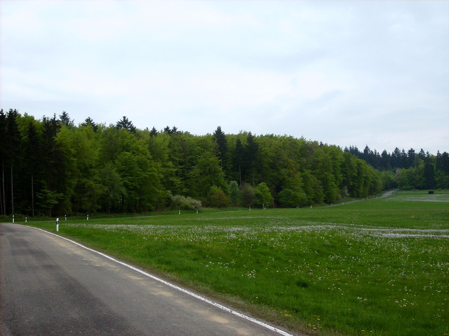 Fast die gesamte Auffahrt von Kaltenborn führt am Waldrand entlang.