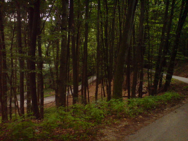 Serpentinen durch den Wald.