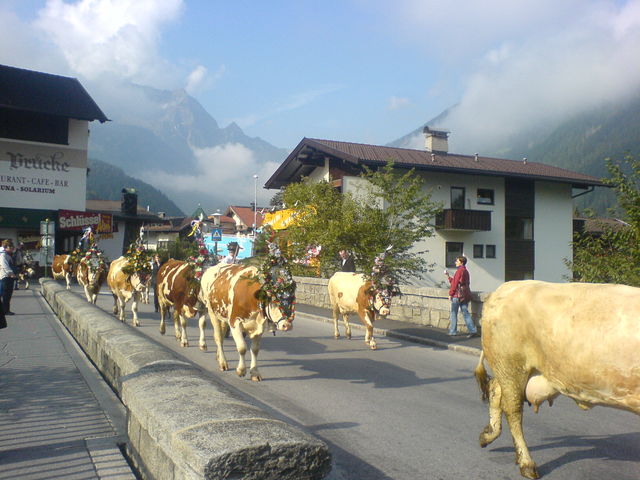 Almabtrieb in Mayrhofen