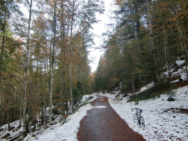 schmal im Wald, Schnee im Oktober