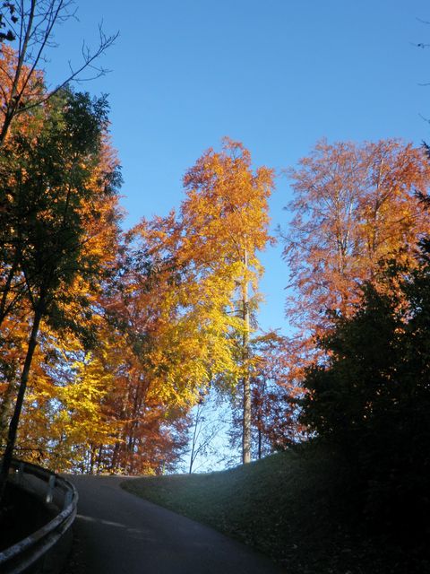 Herbstfarben III