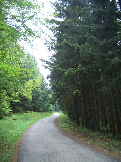 von Luttenbach
Wieder schmal im Wald