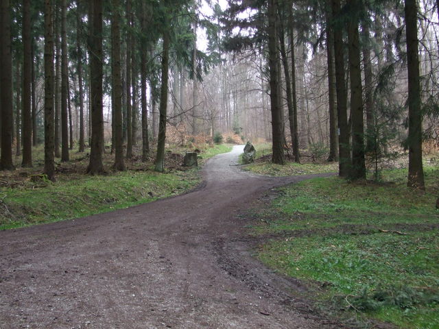 Der Waldweg.