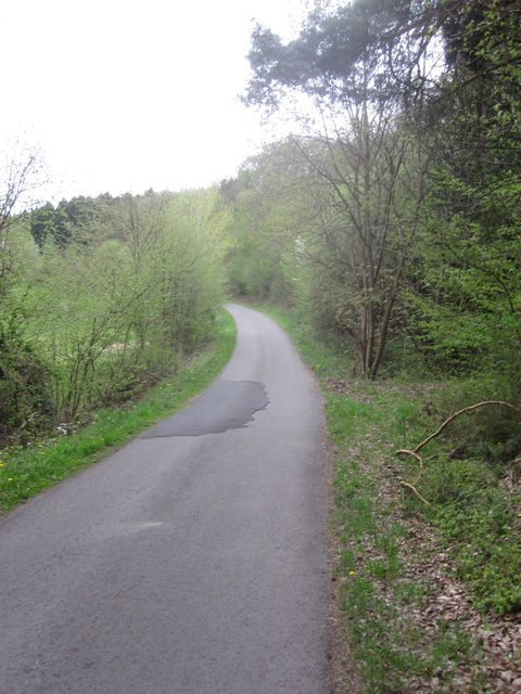 Die schmale Straße führt durch den Wald.