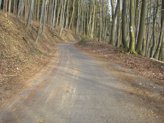 Der Weg führt durch bewaldetes Gebiet oberhalb von Weißenbach.