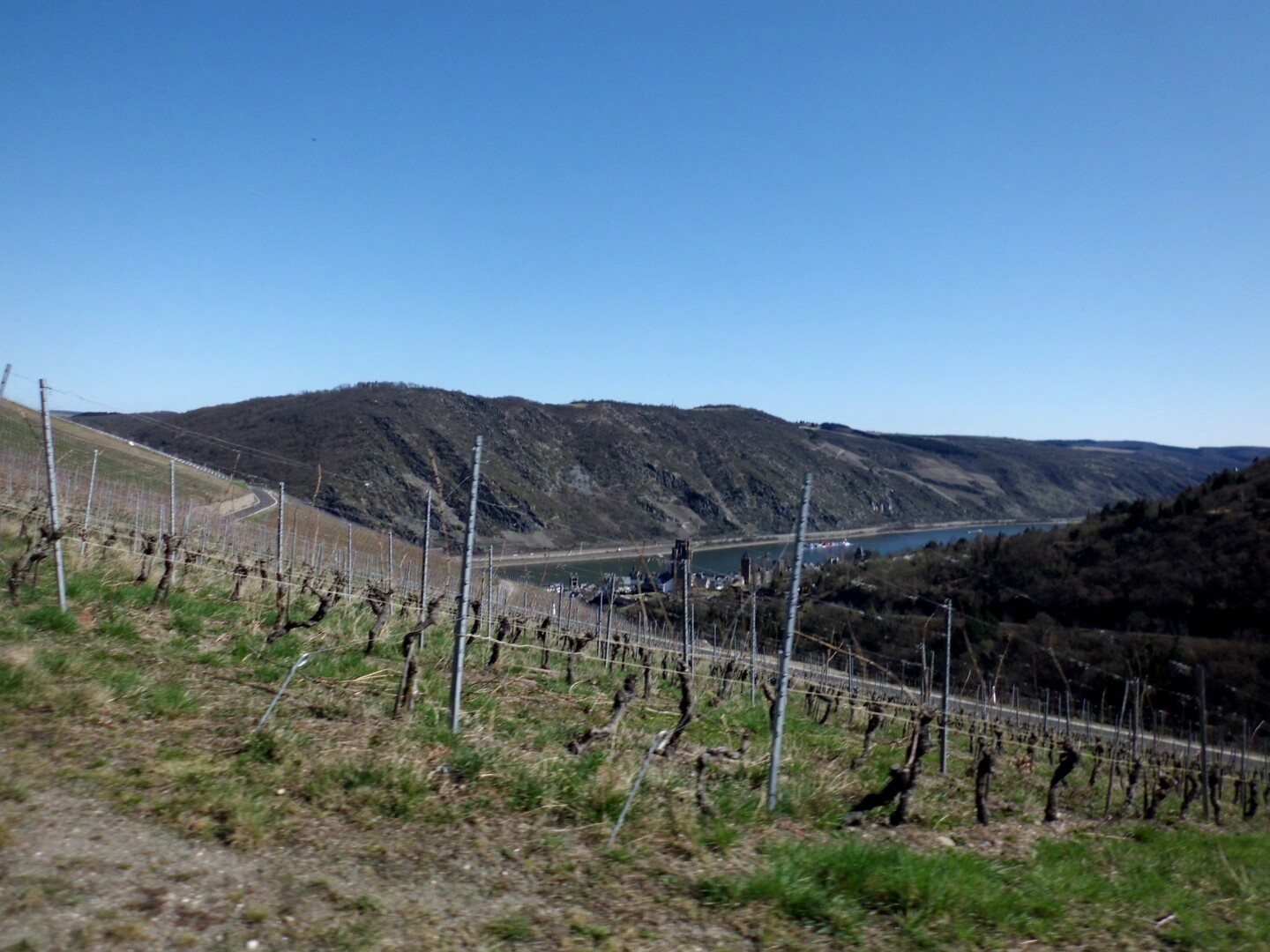 und noch ein Blick über die Weinberge hinweg ins Mittelrheintal mit dem romantischen Städtchen Oberwesel