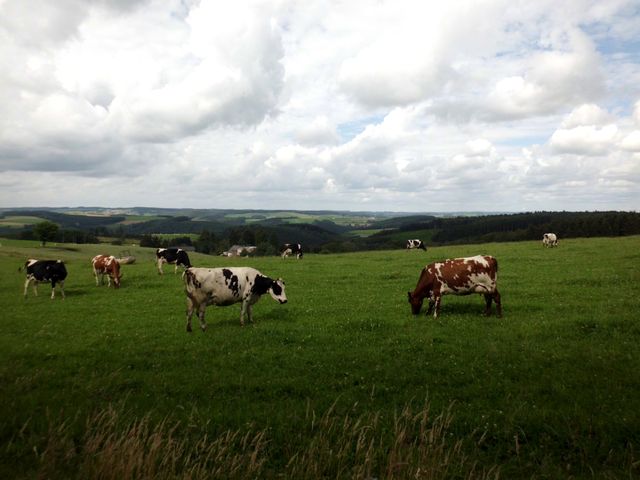 Auch die Kühe genießen die Aussicht hier oben oder denken einfach nur ans Fressen und Wiederkäuen
