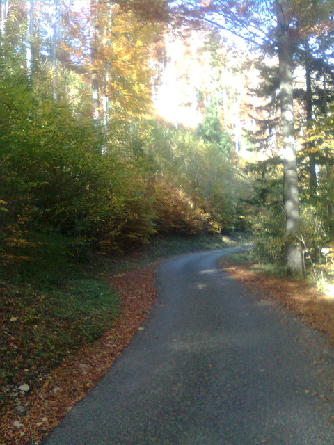 einsame Waldstrasse zum Nunnigerberg