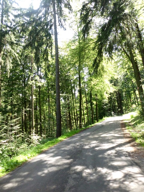 Wald...