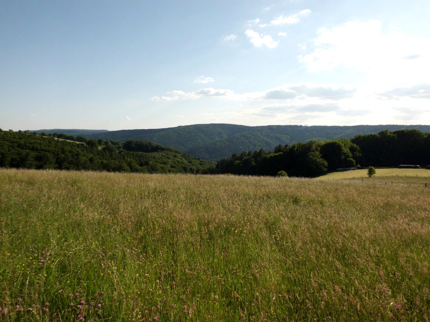 Odenwald pur!
