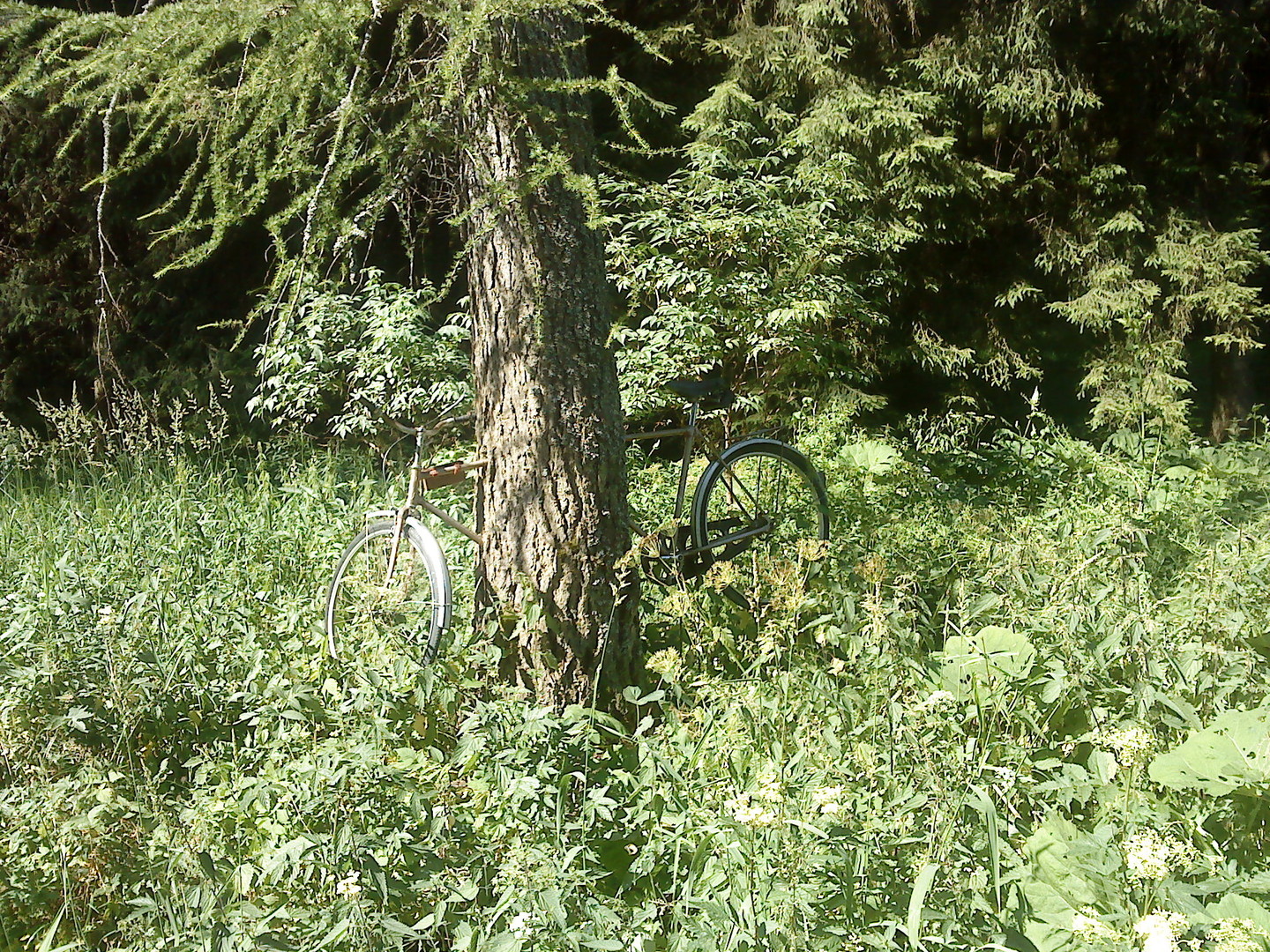 Fahrradbaum, an der Strecke nach Kahlert zwischen Katzhütte und Altenfeld 