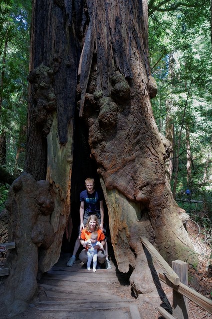 Klein, mittel, groß, Redwood.
