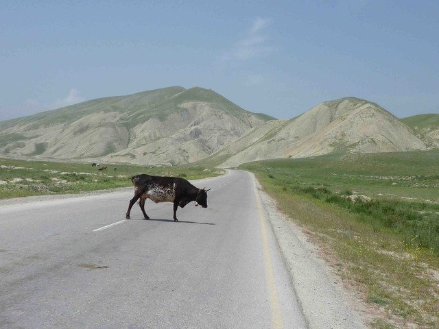 Kühe, Pferde, Schweine mitten auf der Straße sind im Kaukasus normal, dass sollte man vor allem bei unübersichtlichen Abfahrten im Hinterkopf haben! (Winter)