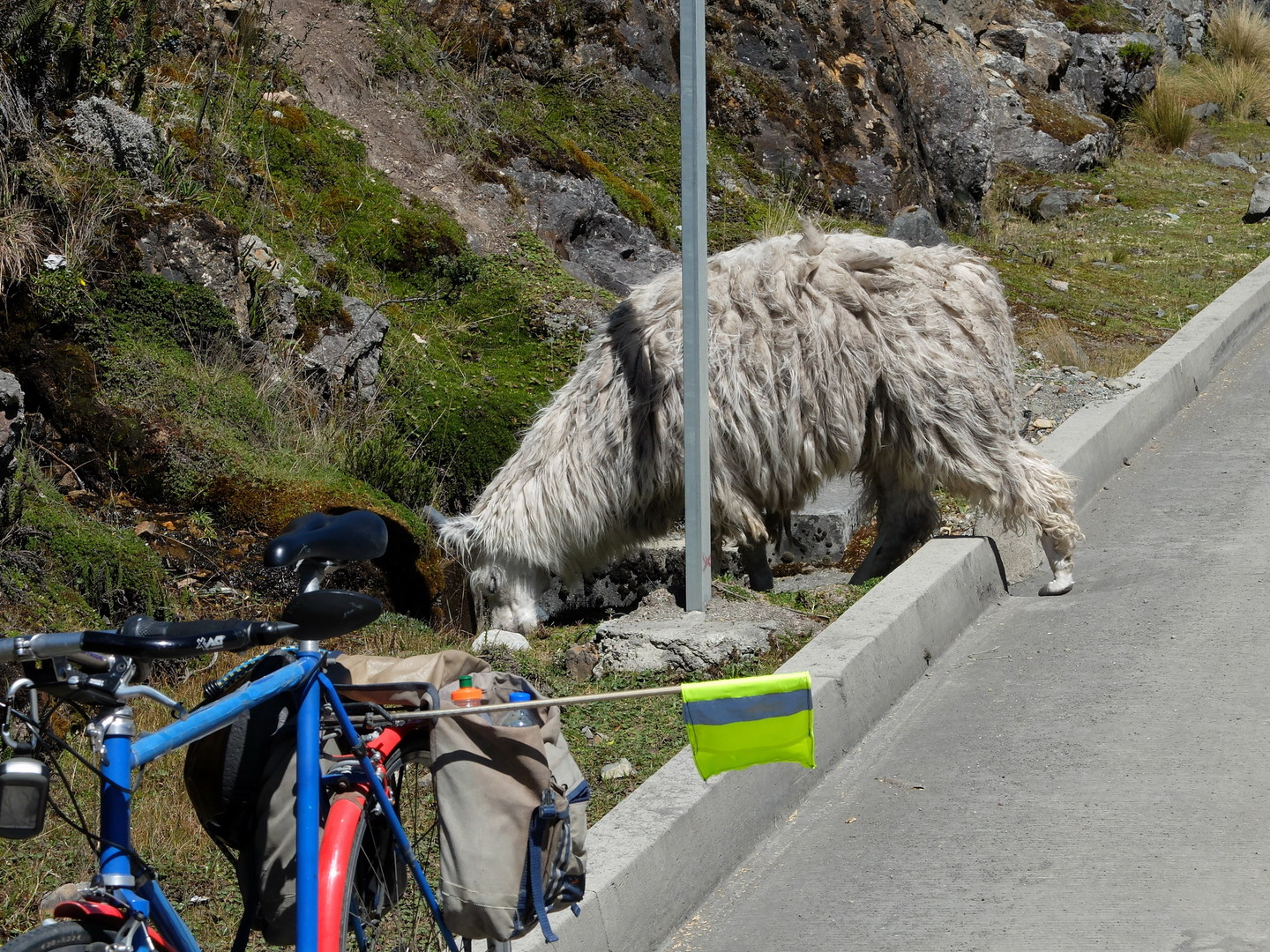 Im Nationalpark selber kreuzen dann auch schon 'mal Lamas oder Alpacas den Weg