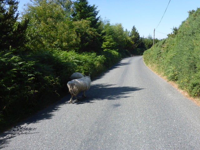 Schafe in der Auffahrt von Kilbride