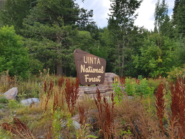 Uinta National Forest.