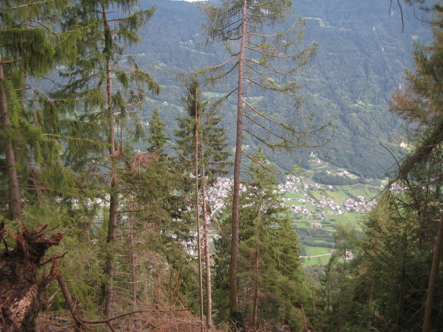 Zerzauster Wald mit Mazzo im Hintergrund