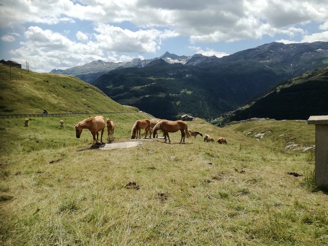 Mit Hafflinger über die Pässe Reiten ist in der Schweiz etabliert - hier eine hochalpine Herde am Straßenrand.