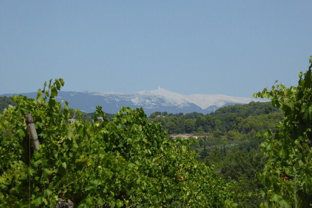 Obst und Wein - herrliche Provence