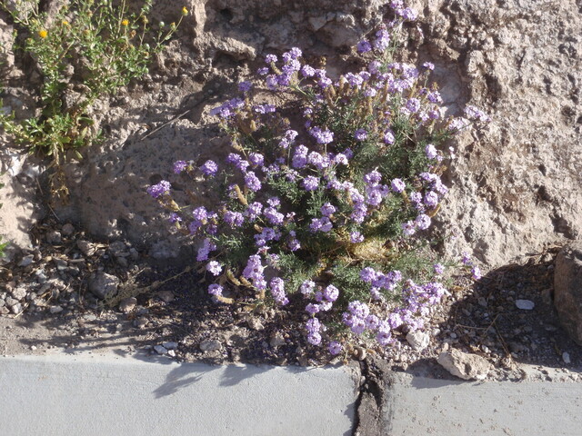 Die Wegwarte ist die erste Blume am Straßenrand nach Durchquerung der Wüste.