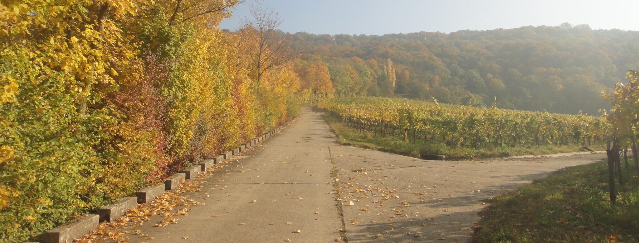Goldener Herbst in den Weinbergen...