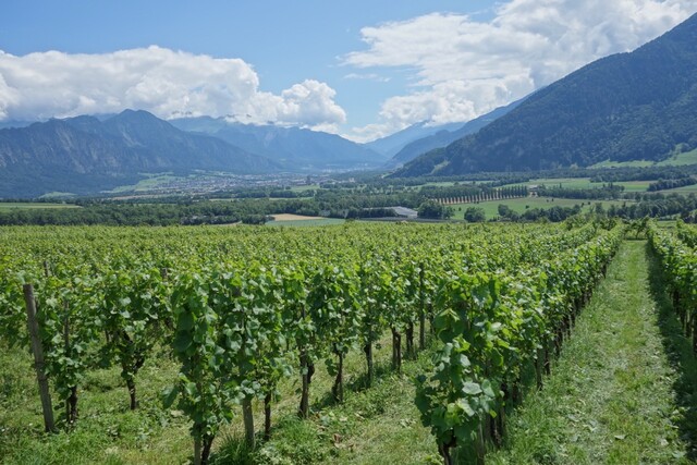 Weinbau und Berge