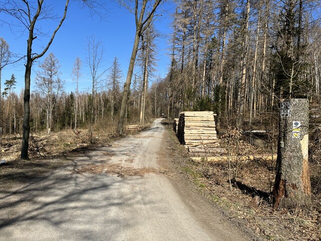 Im Mittelteil ist die Straße etwas durch die Holzwirtschaft verdreckt.