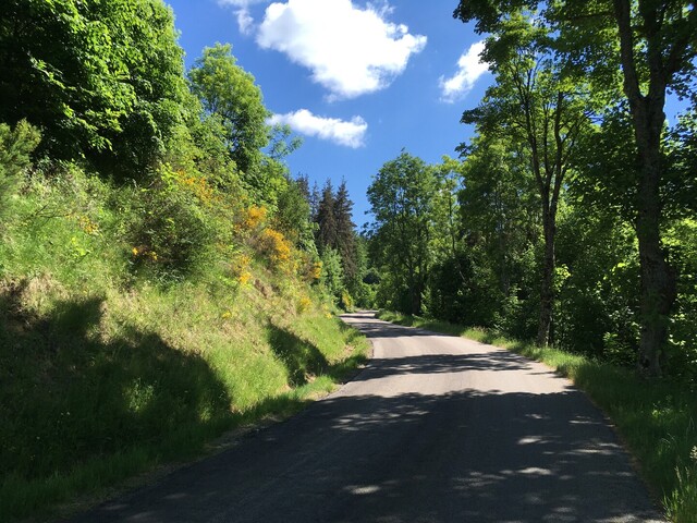 Col de Freydaparet (NO) Unten führt die Straße durch Wald. (IMG 5432).