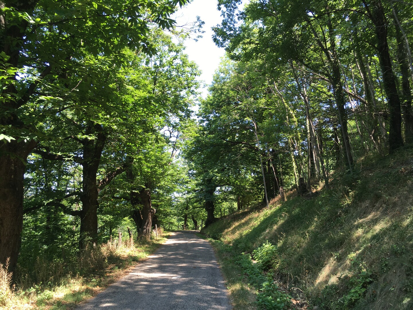 Col de Sarrasset (S) Sodann durch Kastanienwälder (IMG 6185).