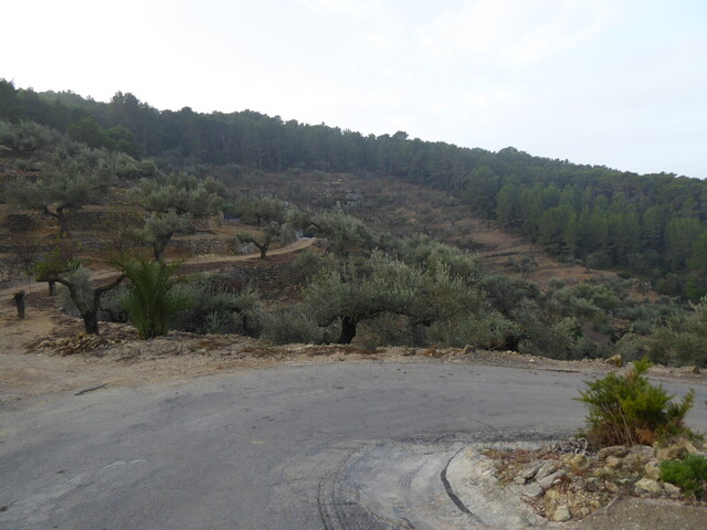 Ostseite: Oliven dominieren die Landschaft.
