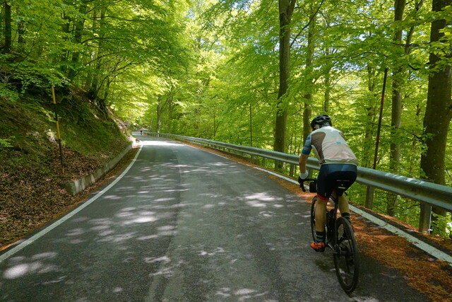 Die Auffahrt von Calizzano verläuft vornehmlich durch Wald.