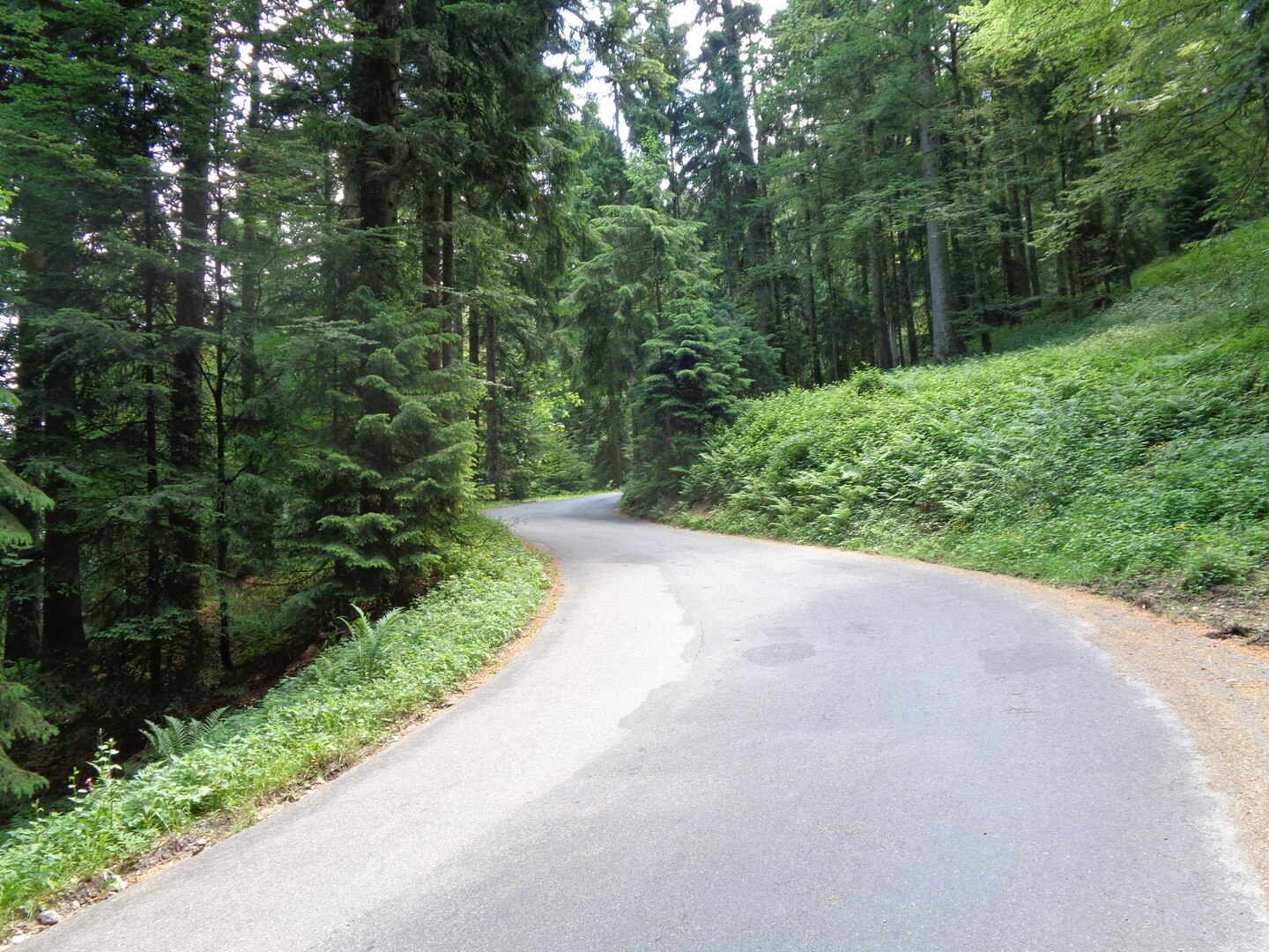 Hübsch schlängelt sich der Weg durch den Wald empor. 