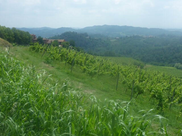 Blick über die Hügel des Monferrato